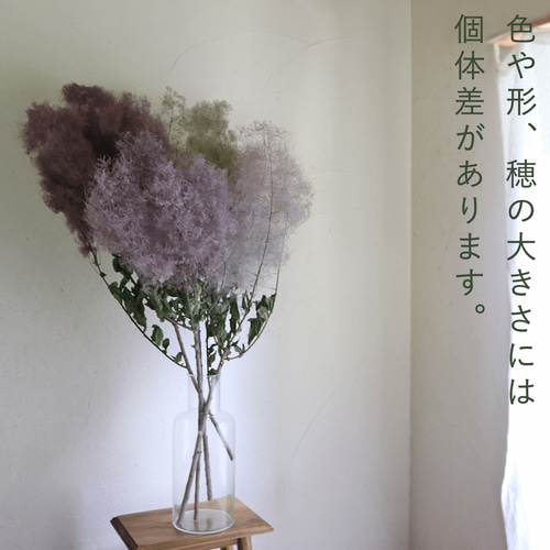 大枝 丈60〜80cm 】 スモークツリー ロング (1〜2本) モーヴ