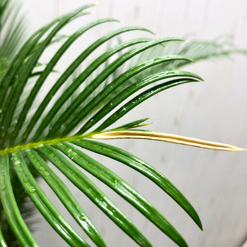 新作 南国風 ソテツ 育てやすい 蘇鉄 アンティークテラコッタ その他