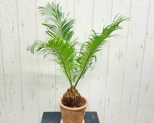 新作 南国風 ソテツ 育てやすい 蘇鉄 アンティークテラコッタ その他