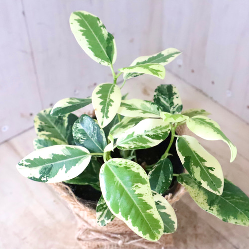 希少♡斑入り♡フランスゴムの木♡ルビギノーサ♡観葉植物♡ アート