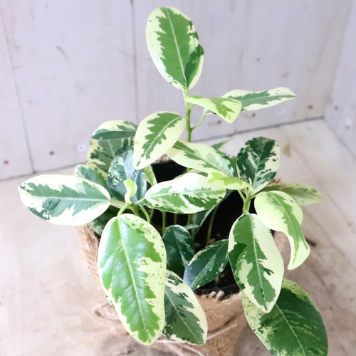 希少♡斑入り♡フランスゴムの木♡ルビギノーサ♡観葉植物♡ アート