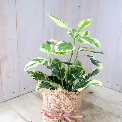 フランスゴムノキ　斑入り　約100cm 苗のみ フランスゴムノキ 斑入り 約100cm 苗のみ