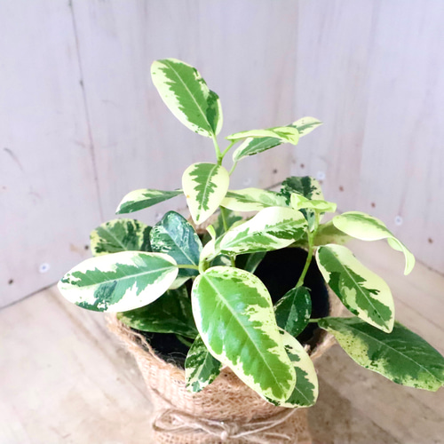 希少♡斑入り♡フランスゴムの木♡ルビギノーサ♡観葉植物