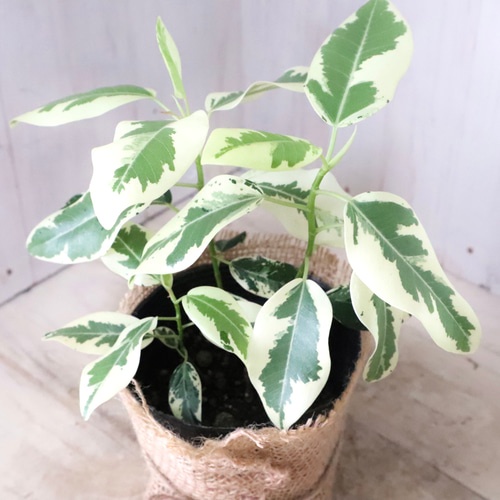 希少♡斑入り♡フランスゴムの木♡ルビギノーサ♡観葉植物♡ アート