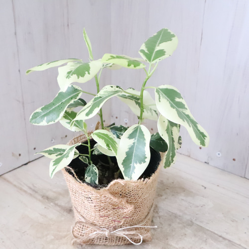希少♡斑入り♡フランスゴムの木♡ルビギノーサ♡観葉植物♡ アート