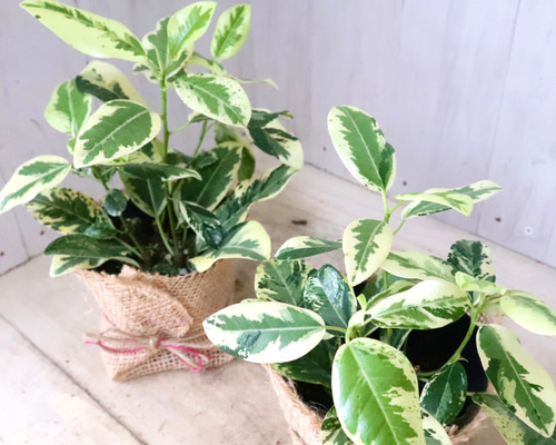 5687b27a6e66a2173b20725da64f10