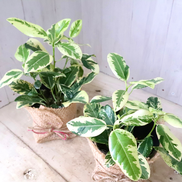希少♡斑入り♡フランスゴムの木♡ルビギノーサ♡観葉植物
