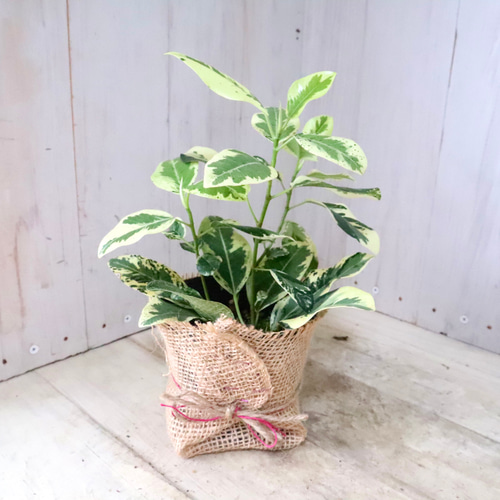 希少♡斑入り♡フランスゴムの木♡ルビギノーサ♡観葉植物