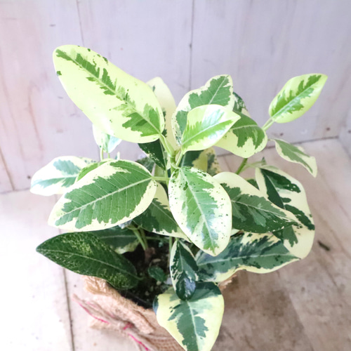 希少♡斑入り♡フランスゴムの木♡ルビギノーサ♡観葉植物