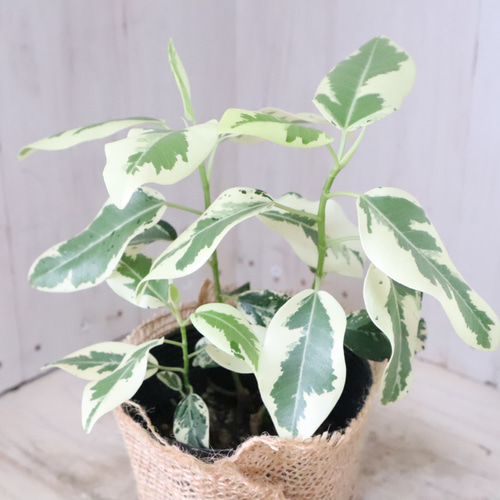 希少♡斑入り♡フランスゴムの木♡ルビギノーサ♡観葉植物♡ アート