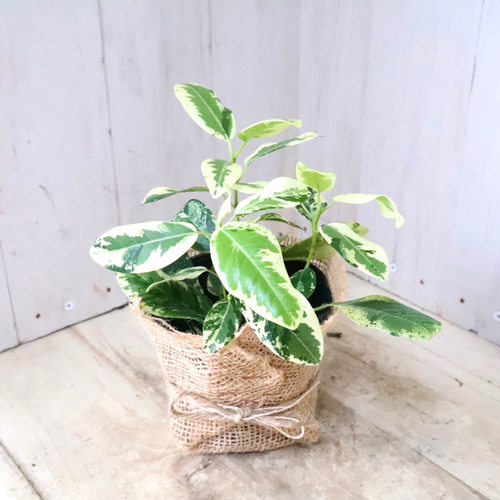 希少♡斑入り♡フランスゴムの木♡ルビギノーサ♡観葉植物♡ アート