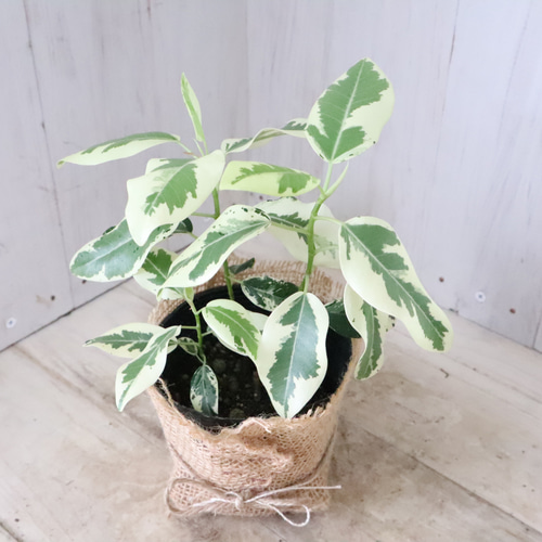 希少♡斑入り♡フランスゴムの木♡ルビギノーサ♡観葉植物♡ アート