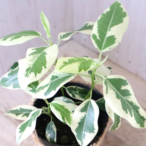 希少♡斑入り♡フランスゴムの木♡ルビギノーサ♡観葉植物♡ アート