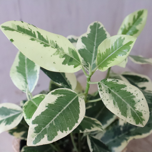 希少♡斑入り♡フランスゴムの木♡ルビギノーサ♡観葉植物