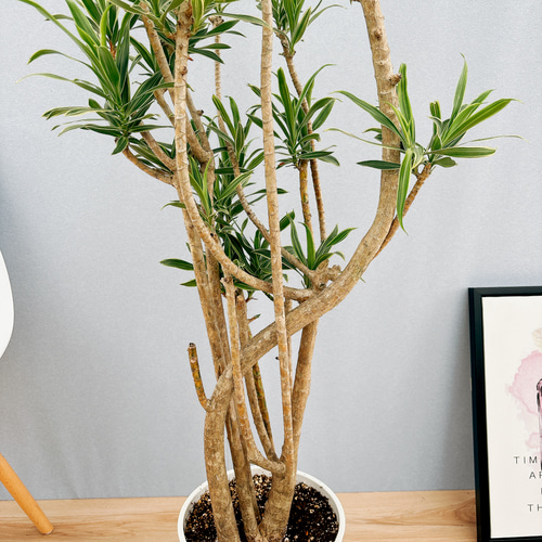 現品］2番 ドラセナ ソングオブオキナワ 8号 観葉植物 大型 室内