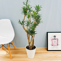 現品］【希少】2番 ドラセナ ソングオブオキナワ 8号 観葉植物 大型