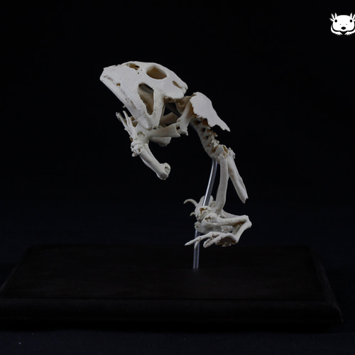 クランウェルツノガエル (Ceratophrys cranwelli) 原寸大全身骨格