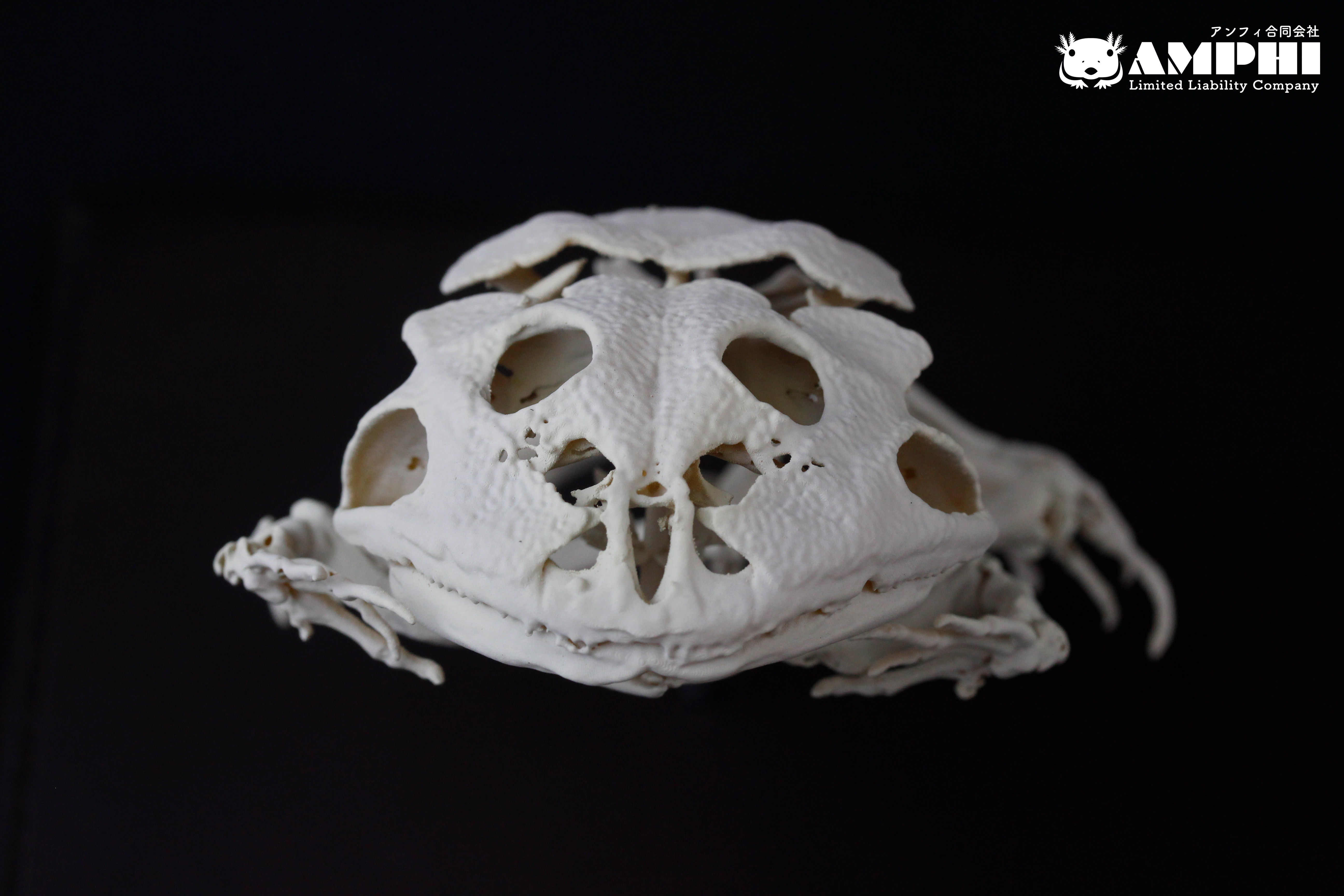 クランウェルツノガエル (Ceratophrys cranwelli)　原寸大全身骨格レプリカ