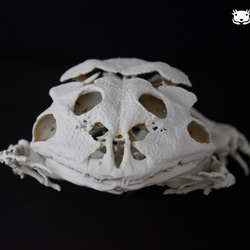 モルモット(Cavia porcellus)等倍頭骨 その他置物 アンフィ合同会社