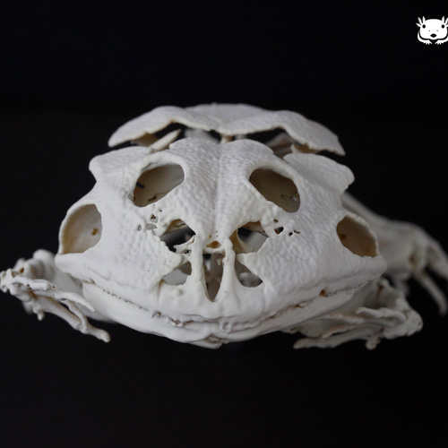 クランウェルツノガエル (Ceratophrys cranwelli) 原寸大全身骨格