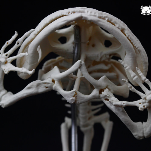 クランウェルツノガエル (Ceratophrys cranwelli) 原寸大全身骨格