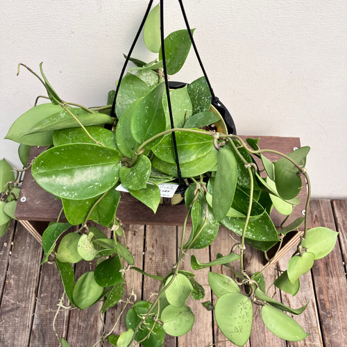 ホヤ＊パラシティカ スプラッシュ＊吊り鉢＊観葉植物＊ アート