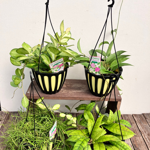 観葉植物/ホヤ：オーストラリス 5号吊鉢 （Amazon.co.jp