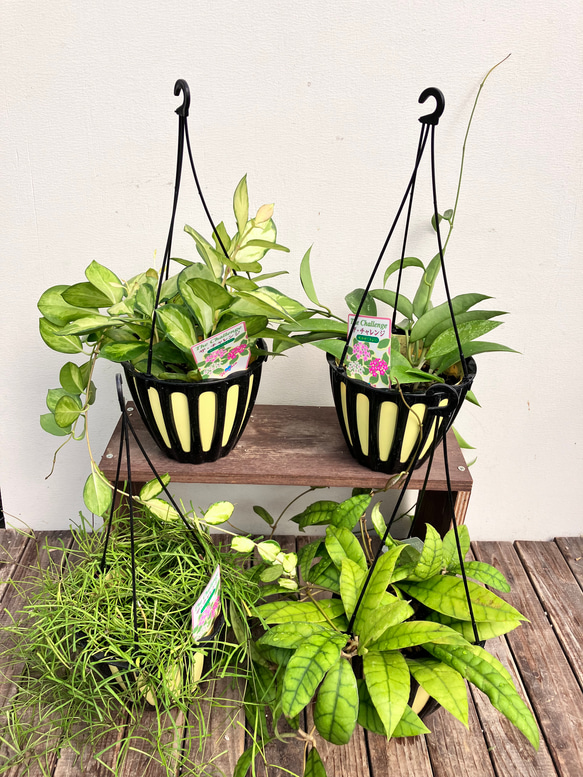 ホヤ＊カリストフィラ＊guingueuewia＊ケンティアナ バリエガータ