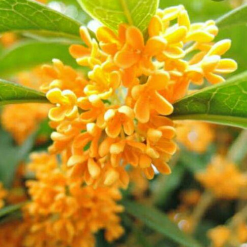 ❤ドライフラワー❤ 花びら【金木犀ーキンモクセイ】 ドライ ❤ドライフラワー❤ 花びら【金木犀ーキンモクセイ】 ドライ