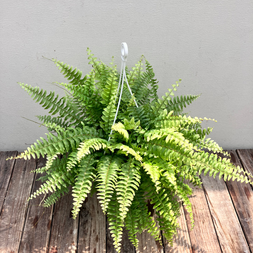 ネフロレピス＊シダ植物＊吊り鉢＊観葉植物＊ アートフラワー