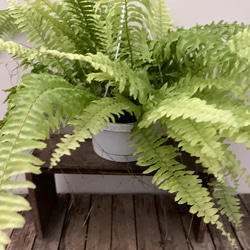 ハッピーライム＊ネフロレピス＊シダ植物＊吊り鉢＊観葉植物＊ アート