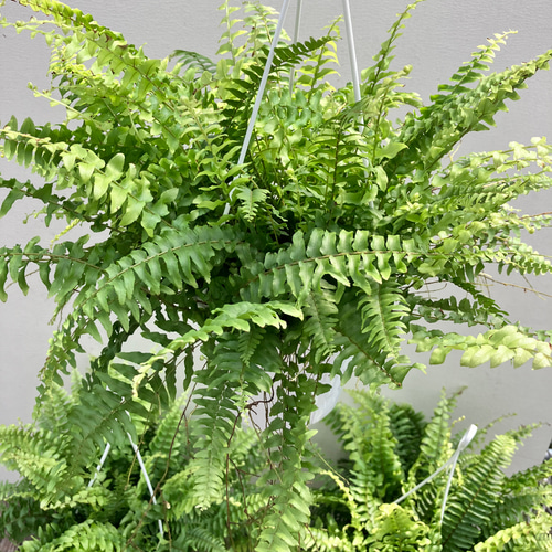 ネフロレピス＊シダ植物＊吊り鉢＊観葉植物＊ アートフラワー