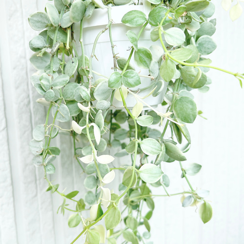 ヌンムラリア　バリエガータ 観葉植物】斑入りディスキディア 『ヌンムラリア・バリエガータ