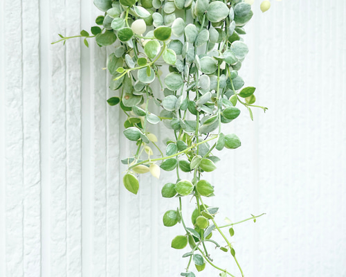 ヌンムラリア　バリエガータ 観葉植物】斑入りディスキディア 『ヌンムラリア・バリエガータ