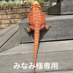 フトアゴヒゲトカゲ 羊毛フェルト 羊毛フェルトで爬虫類「とか源