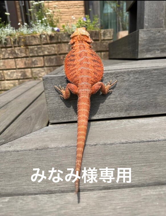 □黒王号様専用 90サイズ木製ケージ、爬虫類ケージ、リクガメ