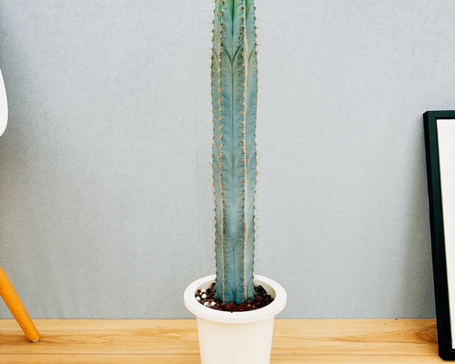 サボテン アズレウスブランチ1株