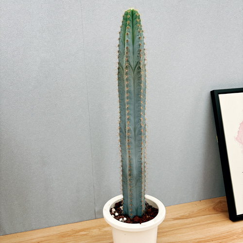現品］【希少】1番 柱サボテン アズレウス 6号 観葉植物 レア