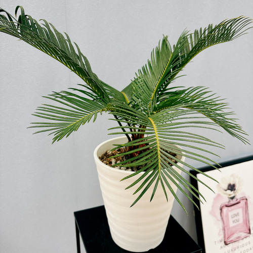 金環ソテツ 6号鉢つき 幹太❗ 現品］【希少】R4 キンカン ソテツ