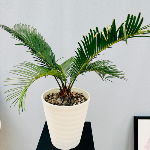 金環ソテツ 金環蘇轍 蘇轍 希少 現品］【希少】キンカン ソテツ 斑入り