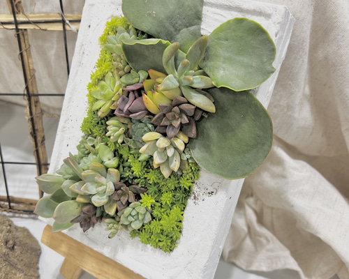 つぶつぶ屋 札付き⭐️多頭 くもも⭐️多肉 エケベリア つぶー 寄せ植え つぶつぶ屋 札付き⭐️多頭 くもも⭐️多肉 エケベリア つぶー 寄せ植え