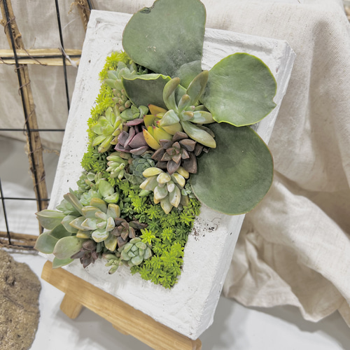 多肉植物おまかせフレーム寄せ】多肉タブロー エケベリア セダムの寄せ