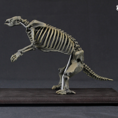 オオナマケモノ 縮小全身骨格レプリカ 二足立ちの状態 Giant sloth