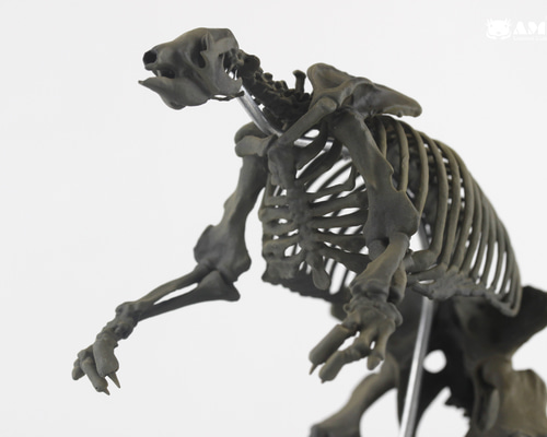 オオナマケモノ 縮小全身骨格レプリカ 二足立ちの状態 Giant sloth