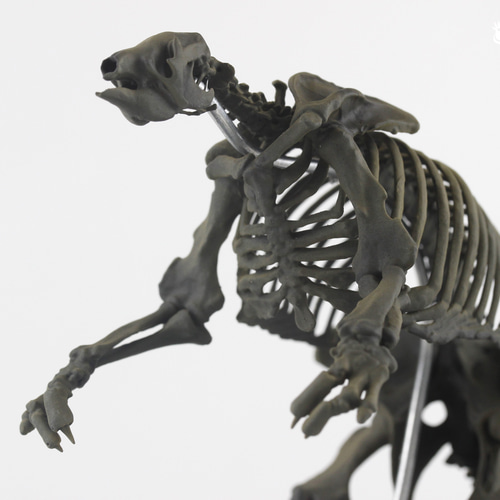 【お年玉セール特価】 オオナマケモノ 縮小全身骨格レプリカ 二足立ちの状態 Giant 生き物