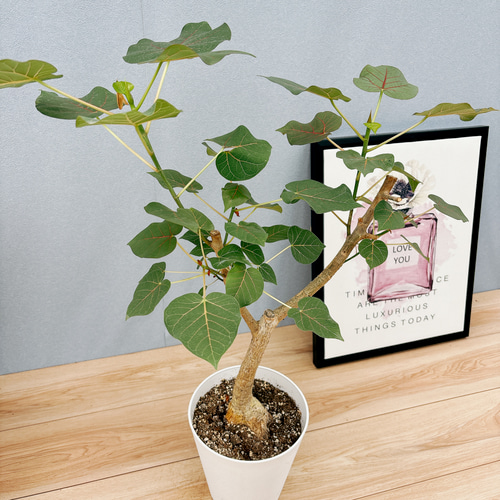 現品］フィカス ペティオラリス 観葉植物 室内 ゴムの木