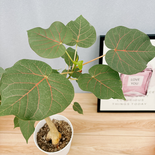 現品］フィカス ペティオラリス 観葉植物 室内 ゴムの木