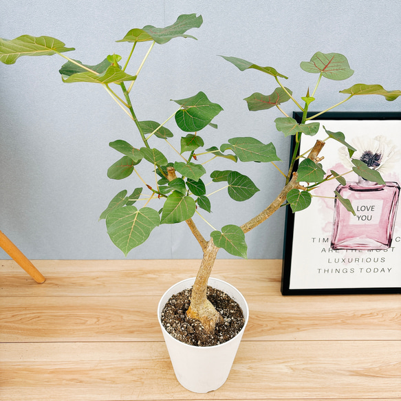 観葉植物 ゴムの木 赤ウンベ フィカス ペティオラリス 希少種