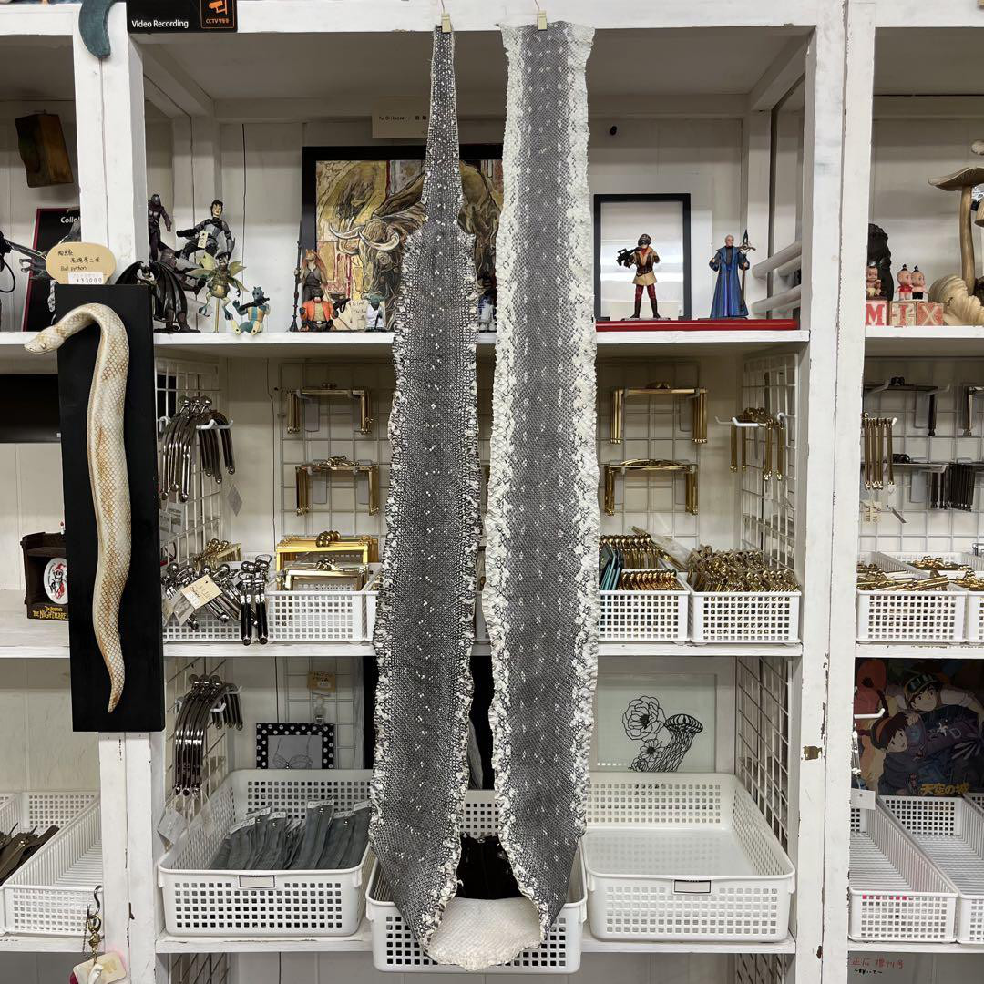 本革　モレリアパイソン　クラスト　1枚革　２０５㎝