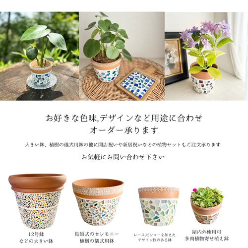 一点物】【鉢植え】希少 サボテン ギムノカリキウムフリードリッヒ